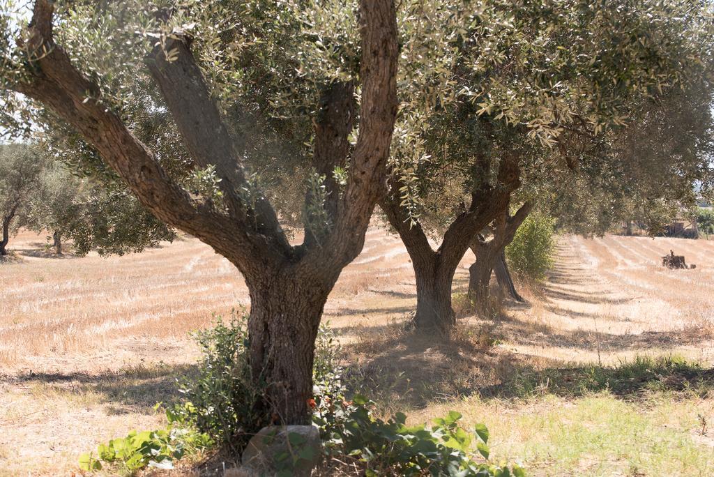 Agriturismo Casale San Benedetto Ceri ภายนอก รูปภาพ