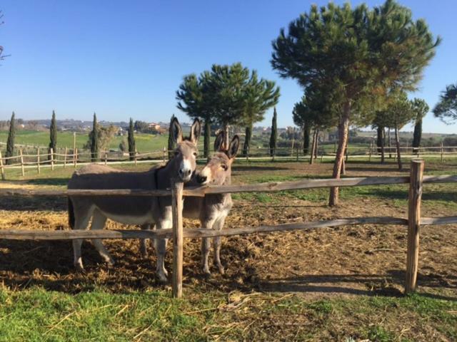 Agriturismo Casale San Benedetto Ceri ภายนอก รูปภาพ